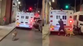 dog-chasing-ambulance-where-owner-kept-inside