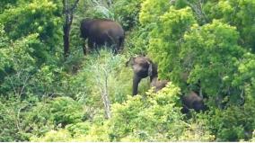 kodaikanal-barijam-lake-area-is-restricted-to-tourists-due-to-the-movement-of-elephants