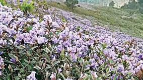 kurinji-flowers-blooms-in-nilgris