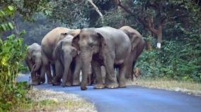 elephants-encroaching-on-agricultural-lands-on-tenkasi-what-is-way-to-permanent-solution