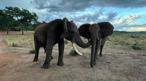 zimbabwe-to-kill-200-elephants-to-aid-drought-hit-people