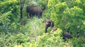 kodaikanal-tourists-allowed-to-visit-berijam-lake-as-elephants-move-into-deep-forests