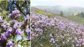 penalty-if-anyone-trespasses-in-the-ooty-reserve-forest-when-the-kurinji-flower-is-in-full-bloom