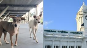 1-80-lakh-stray-dogs-on-chennai-information-on-corporation-survey