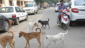 chennai-adambakkam-on-growing-problem-of-stray-dogs