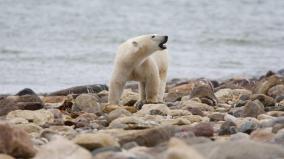 polar-bear-spotted-in-iceland-after-8-years-shot-dead-by-police