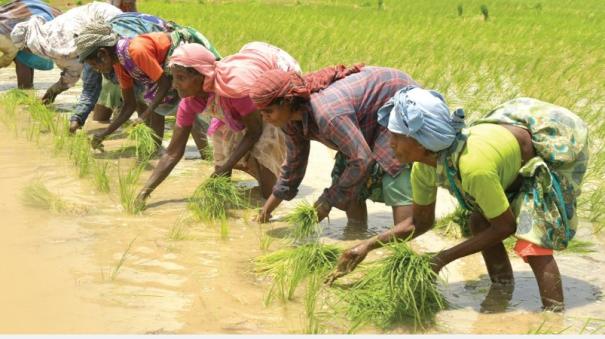 Cauvery Basin Forgotten Cultivation System explained