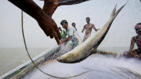 bangladesh-reverses-hilsa-export-ban-ahead-of-durga-puja