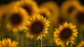 sunflowers-teach-us-lot-of-lessons