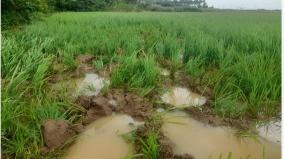 farmers-suffer-due-to-continuous-damage-by-elephants-in-thenkasi