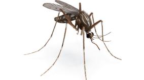 mosquito-borne-diseases-increasing-was-explained