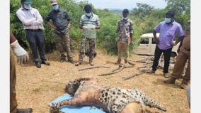 a-male-leopard-that-threatened-people-near-mettur-died-mysteriously