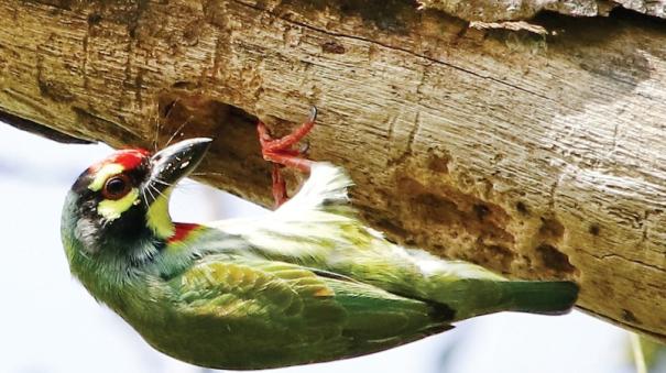 life of woodpecker was explained