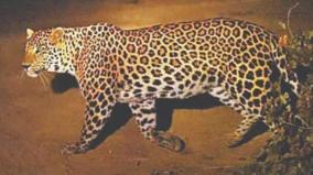 salem-forest-department-tries-to-trace-leopard