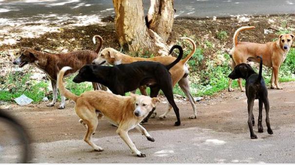 Issue of dog bites in Tamil Nadu was explained