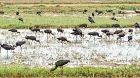 birds-come-to-thanjavur-from-the-northern-states