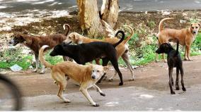 issue-of-dog-bites-in-tamil-nadu-was-explained