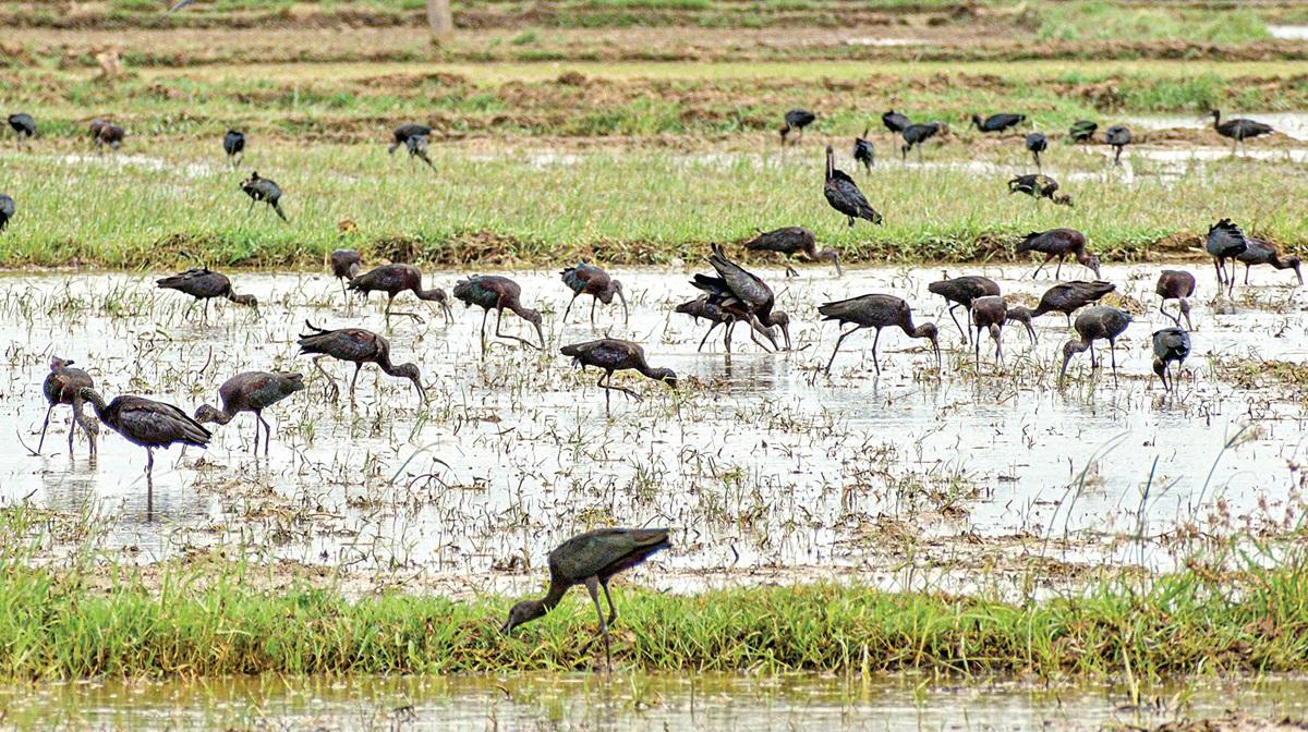 வடமாநிலங்களில் இருந்து தஞ்சைக்கு வலசை வரும் அன்றில் பறவைகள்: வியந்து பார்க்கும் மக்கள்