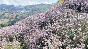 neelakkurinji-flowers-in-ooty