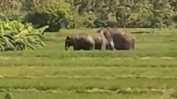 Tenkasi: Elephants Encroaching again and again on Vadakarai Farmlands