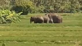 tenkasi-elephants-encroaching-again-and-again-on-vadakarai-farmlands