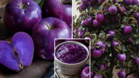 digital-diary-chapter-14-about-purple-apple-in-canada-fake-real-news