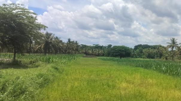 Trees in 3 acres of land near Tiruchengode were cut