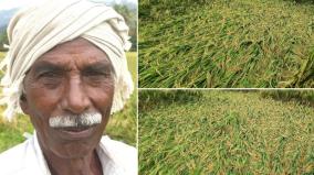 cumbum-area-paddy-fields-affected-due-to-rain