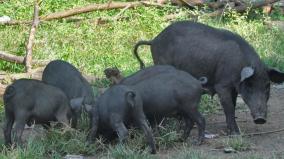 pig-farming-policy-release-loan-subsidy-scheme-for-farmers-in-tamil-nadu