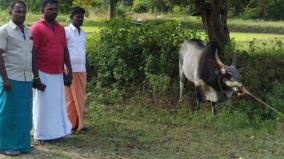 a-jallikattu-bull-was-auctioned-at-manaparai-for-rs-90-000