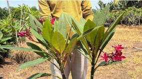 chennai-corporation-to-plant-10-thousand-flower-plants-on-roadside