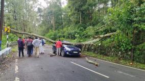 a-tree-fell-on-a-car-in-kodaikanal