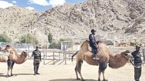 india-deploys-camels-for-logistics-patrolling-in-eastern-ladakh