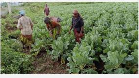 cauliflower-harvested-at-antipatti