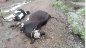 four-cows-died-when-a-power-line-fell-near-tambaram