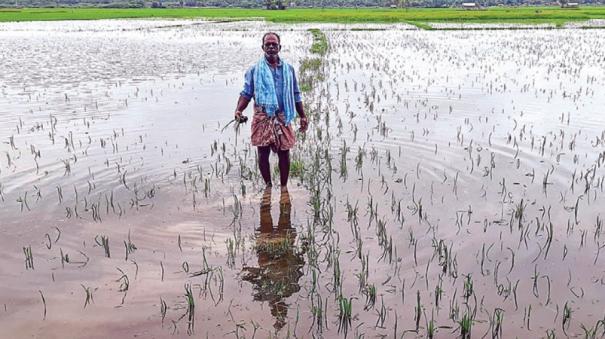 Farmers worry as samba crops get submerged in rain water