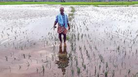 farmers-worry-as-samba-crops-get-submerged-in-rain-water