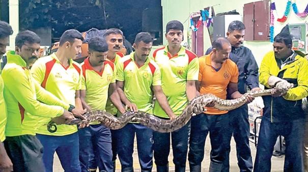 Over 200 snakes were caught in heavy rain in all over tamilnadu