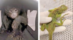 52-african-chameleons-4-black-monkeys-seized-in-chennai