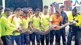 over-200-snakes-were-caught-in-heavy-rain-in-all-over-tamilnadu