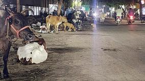 people-are-suffering-due-to-cows-roaming-on-the-road-at-night-in-thirumullavayal