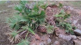 controversy-due-to-cutting-of-palm-saplings-without-govt-permission-at-tvk-conference-site