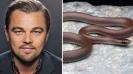 new-himalayan-snake-species-named-after-actor-leonardo-dicaprio