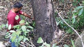 forest-genetics-company-in-efforts-to-restore-the-ebony-tree