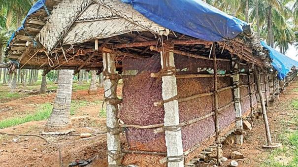 Farmers protecting onions in theni