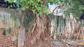 banyan-tree-has-grown-and-damaged-the-wall-of-the-social-welfare-hall-in-chennai