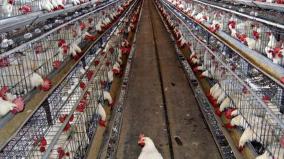 girls-killed-in-collapse-of-fodder-bags-in-poultry-farm-near-thali