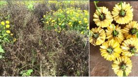 flower-plants-rotting-from-stagnant-rainwater-due-to-heavy-rains-at-theni