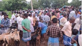 goats-sold-at-vadalur-goat-market-for-rs-1-5-crore