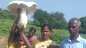 a-mushroom-weighing-two-kilos-was-found-that-suddenly-sprouted-near-dindigul